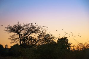 Au Bon matin, départ des oiseaux par Tianaina, photographe Malgache